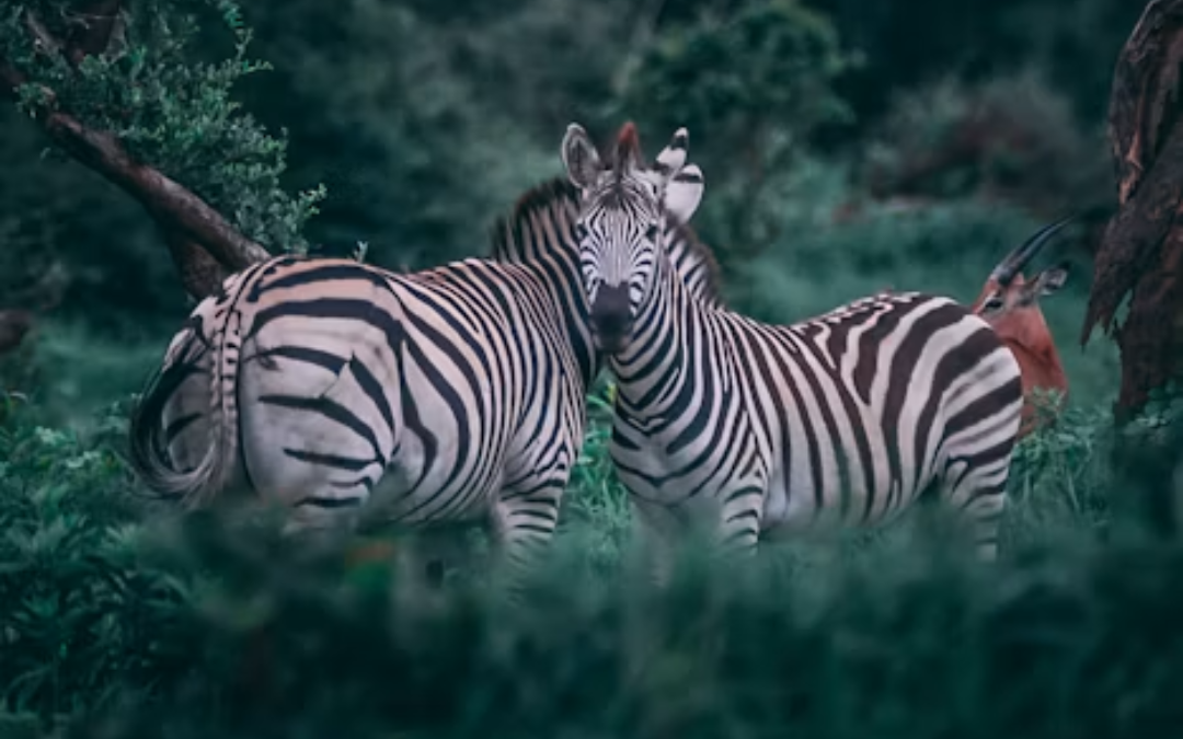 África do Sul: safári e vinhos em uma viagem inesquecível