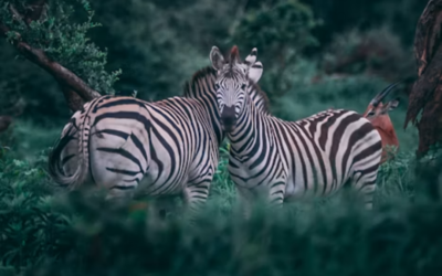 África do Sul: safári e vinhos em uma viagem inesquecível