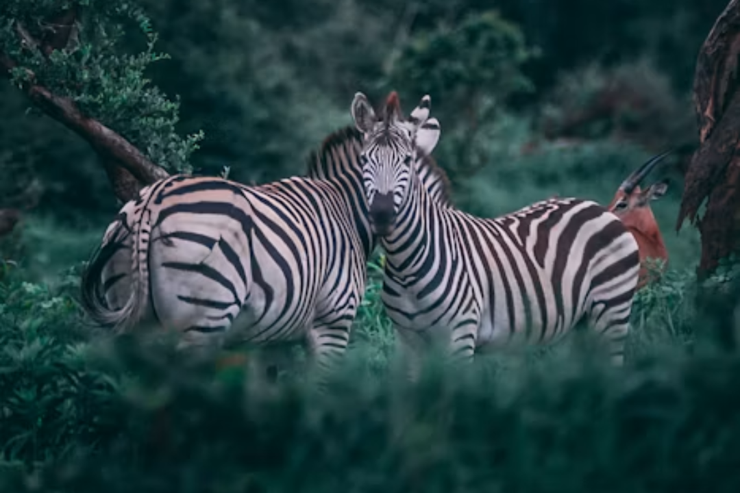 África do Sul: safári e vinhos em uma viagem inesquecível